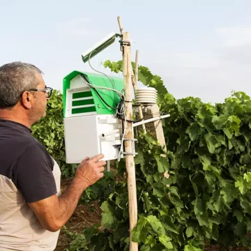 Scudo difensivo contro la tignoletta: Cantina di Venosa protegge i suoi vigneti