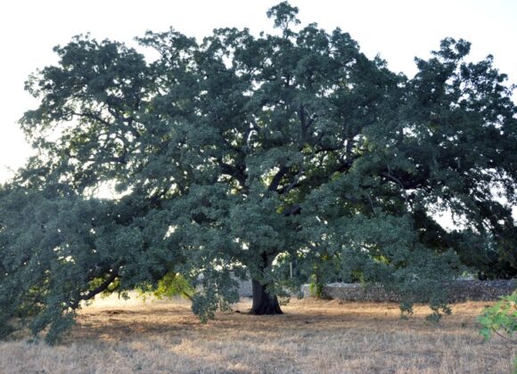 Bosco di Tricase