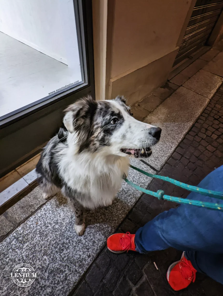 Nuova ordinanza a Parma: per la pulizia urbana delle deiezioni liquide dei cani