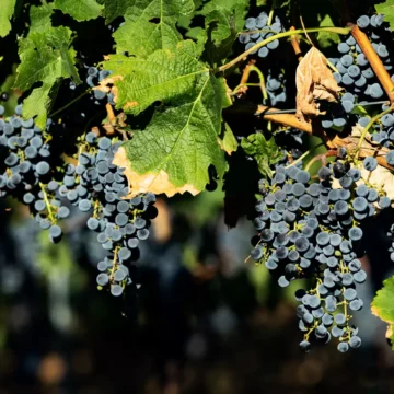 Cantina di Venosa Vendemmia 2024: sfida vinta dalla qualità