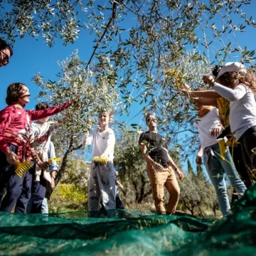 Frantoi Aperti 2024: Un Viaggio nel Cuore dell’Olio Extravergine d’Oliva Umbria