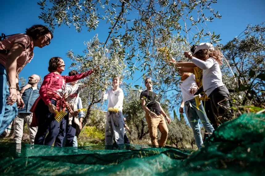 Frantoi Aperti 2024: Un Viaggio nel Cuore dell’Olio Extravergine d’Oliva Umbria